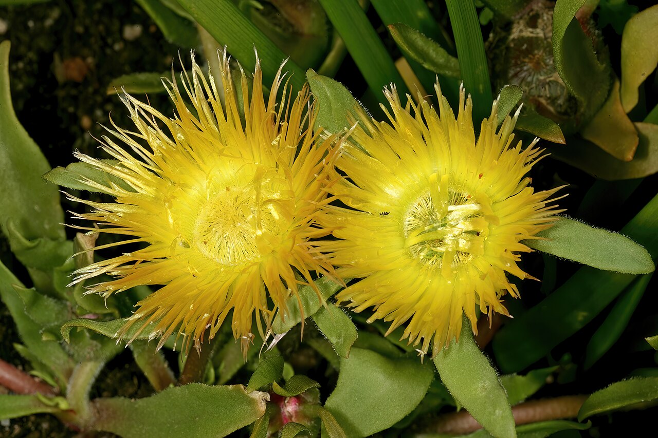 Clock plants: Carpanthea pomeridiana , plant in flower; Kirstenbosch National Botanical Garden, Cape Town, Western Cape, South Africa