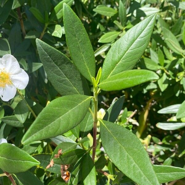 Tree anemone (Carpenteria californica)