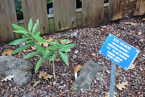 Tree anemone: Botanical specimen in the Regional Parks Botanic Garden, Berkeley, California, USA.
