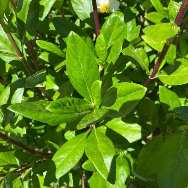 Tree anemone (Carpenteria californica)