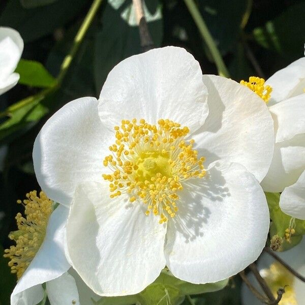 Tree anemone (Carpenteria californica)