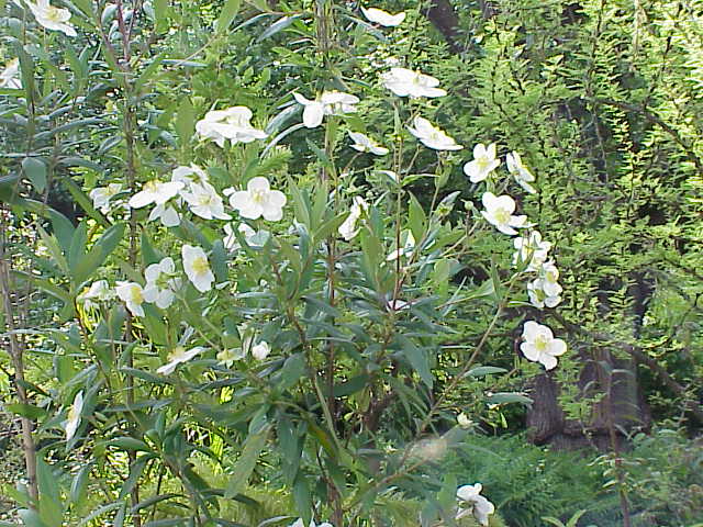 Tree anemone: Species : Carpenteria californica Family : Hydrangeaceae Image No. 1