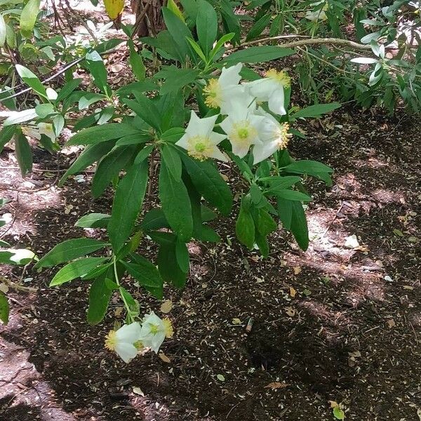 Tree anemone (Carpenteria californica)