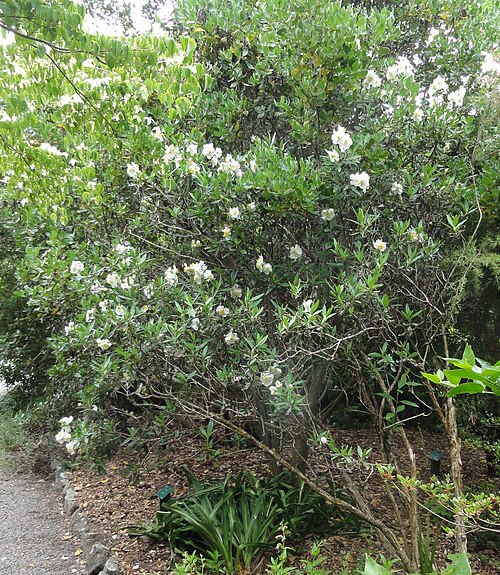 Tree anemone: Carpenteria californica, Christchurch Botanical Gardens