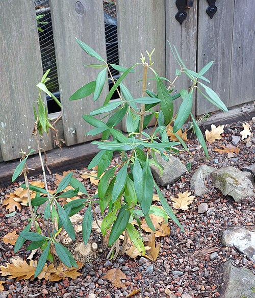 Tree anemone: Botanical specimen in the Regional Parks Botanic Garden, Berkeley, California, USA.