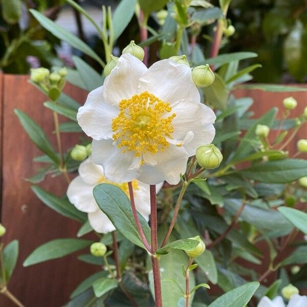 Tree anemone (Carpenteria californica)