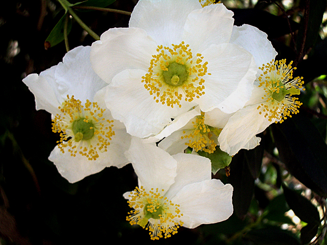 Tree anemone: This plant is at Rancho Santa Ana Botanic Garden - Claremont, California. A true native, Carpenteria californica, the sole species in the genus Carpenteria, is