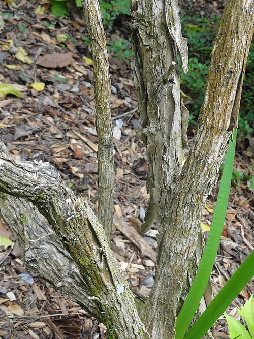 Tree anemone: Carpenteria californica, stem, Christchurch Botanical Gardens