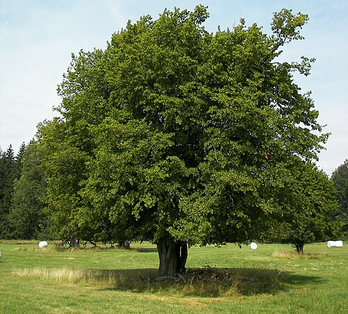 European hornbeam: European or common hornbeam ( Carpinus betulus ), Location: Glashütter Wiesen in the Hunsrück, Rhineland-Palatinate, Germany