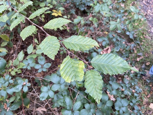 European hornbeam (Carpinus betulus)