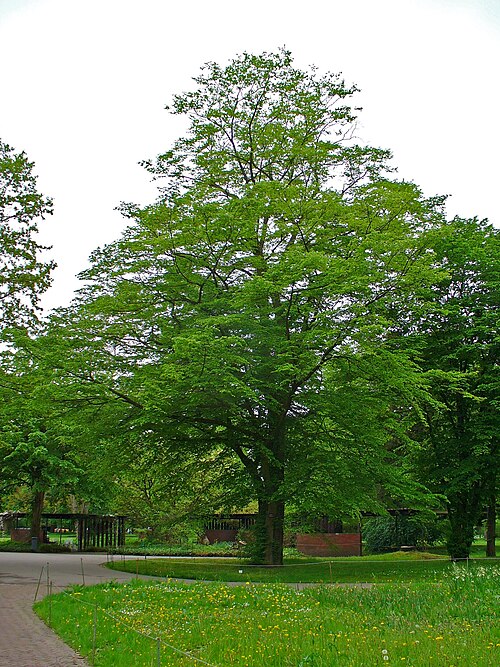 European hornbeam: Carpinus betulus , Betulaceae, European Hornbeam, Common Hornbeam, habitus; Stadtgarten Karlsruhe, Germany. The flowers are used in homeopathy as remedy: Carpin