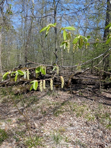 European hornbeam (Carpinus betulus)