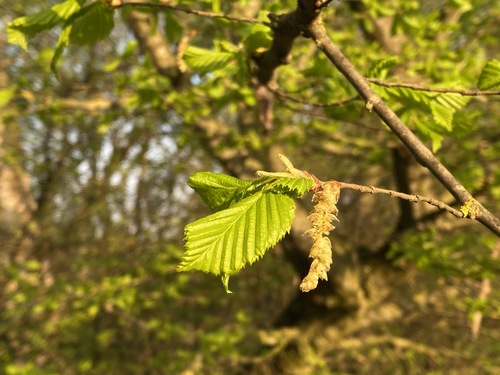 European hornbeam (Carpinus betulus)