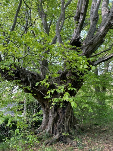 European hornbeam (Carpinus betulus)