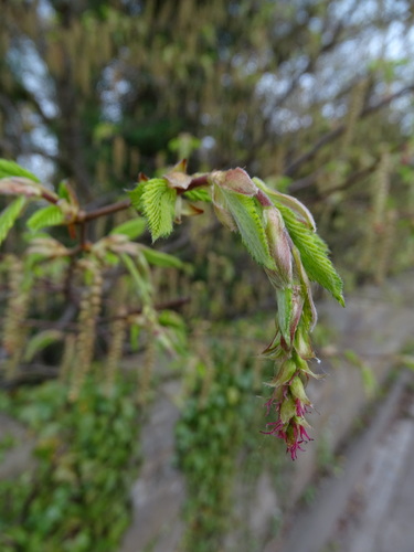 European hornbeam (Carpinus betulus)