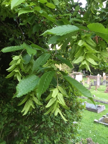 European hornbeam (Carpinus betulus)