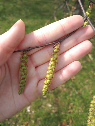 European hornbeam (Carpinus betulus)