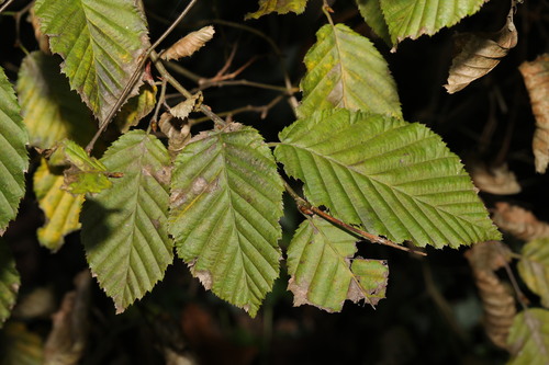 European hornbeam (Carpinus betulus)