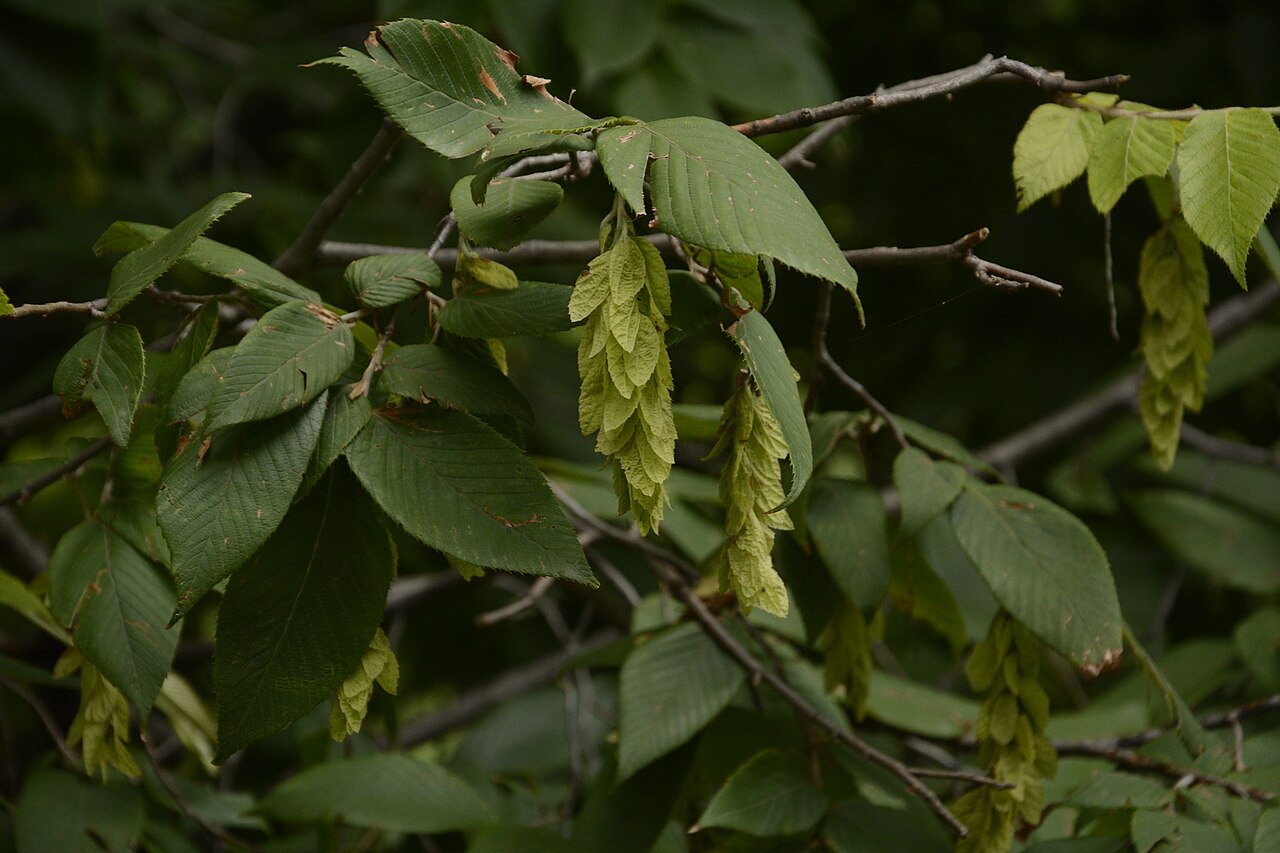 Carpinus faginea: Carpinus faginea Lindl. in N.Wallich, Pl. Asiat. Rar. 2: 5 (1830).