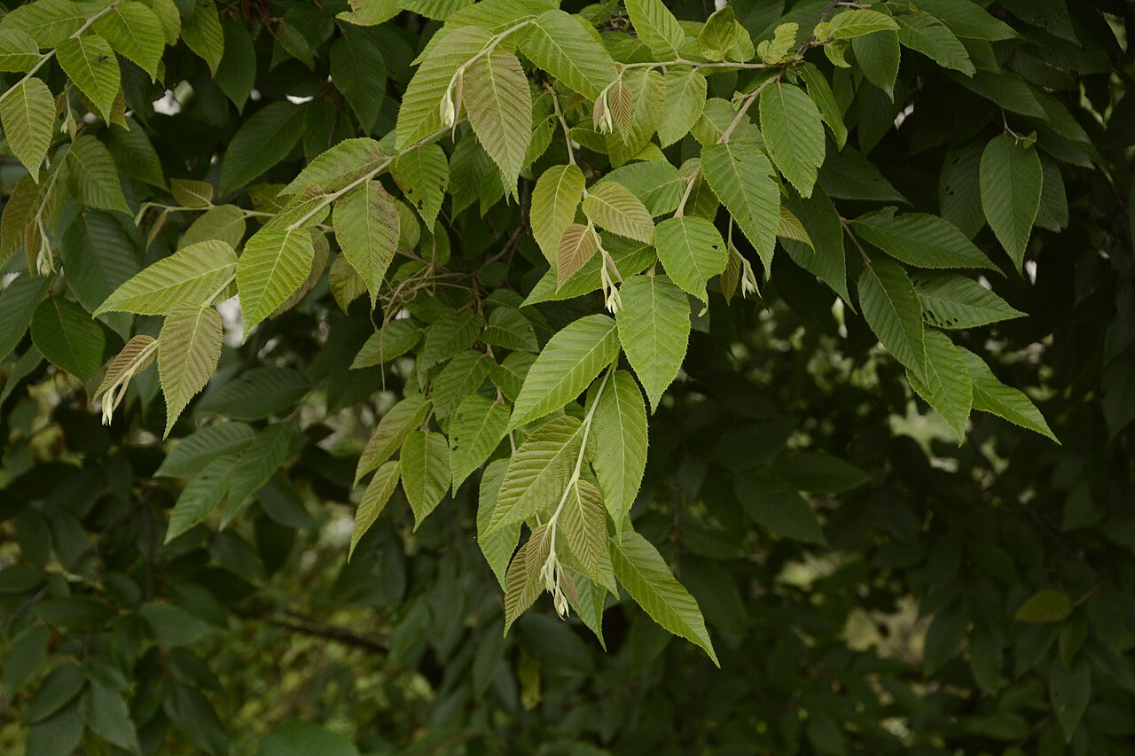 Carpinus faginea: Carpinus faginea Lindl. in N.Wallich, Pl. Asiat. Rar. 2: 5 (1830).