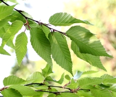 Carpinus insularis (Carpinus insularis)