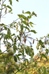 Carpinus insularis (Carpinus insularis)
