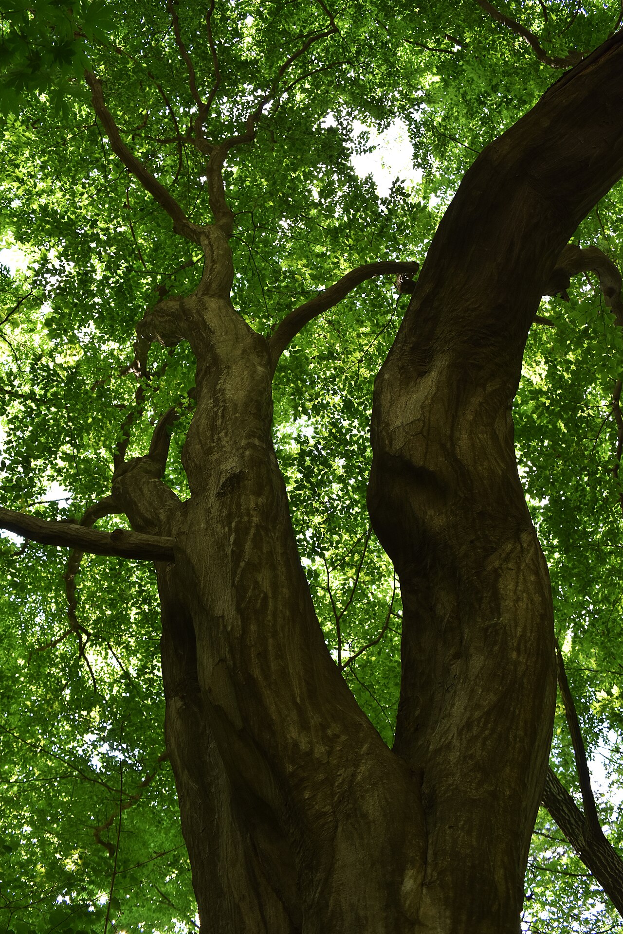 Aka-shide: Carpinus laxiflora to take a photo at 2017-05-27, in Yeoninsan, South Korea