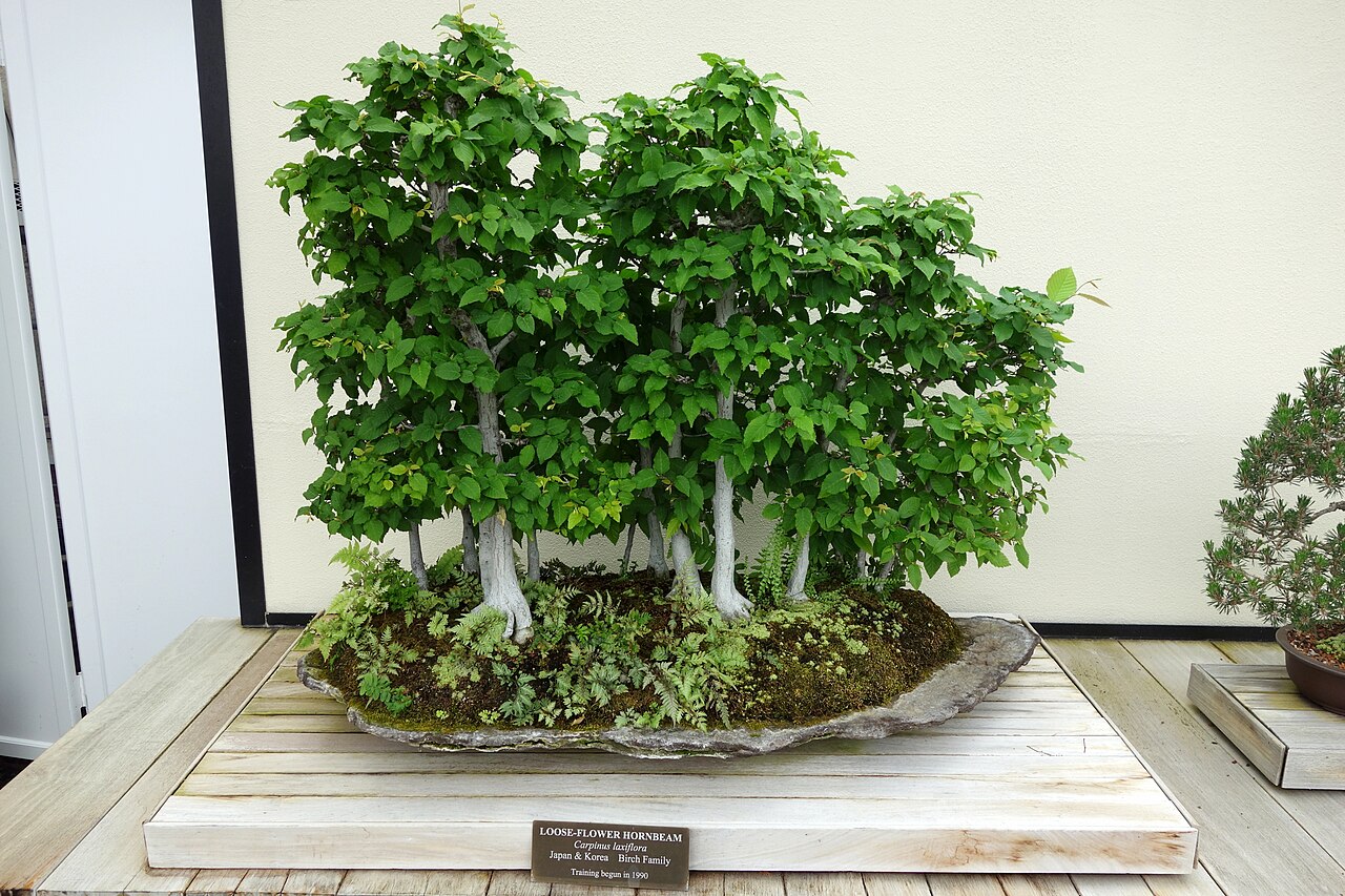 Aka-shide: Bonsai in Longwood Gardens, 1001 Longwood Rd, Kennett Square, Pennsylvania, USA.