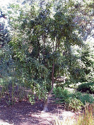 Aka-shide: Location taken: The United States National Arboretum, Washington DC. Names: Carpinus laxiflora (Siebold & Zucc.) Blume, Hornbeam, Loose-Flower Hornbeam, アカシ Cla
