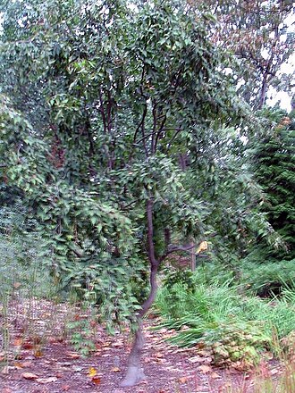 Aka-shide: Location taken: <a href=" http://www.usna.usda.gov/ " target="_blank">The United States National Arboretum</a>, Washington DC. Names: Carpinus laxiflora (Siebol