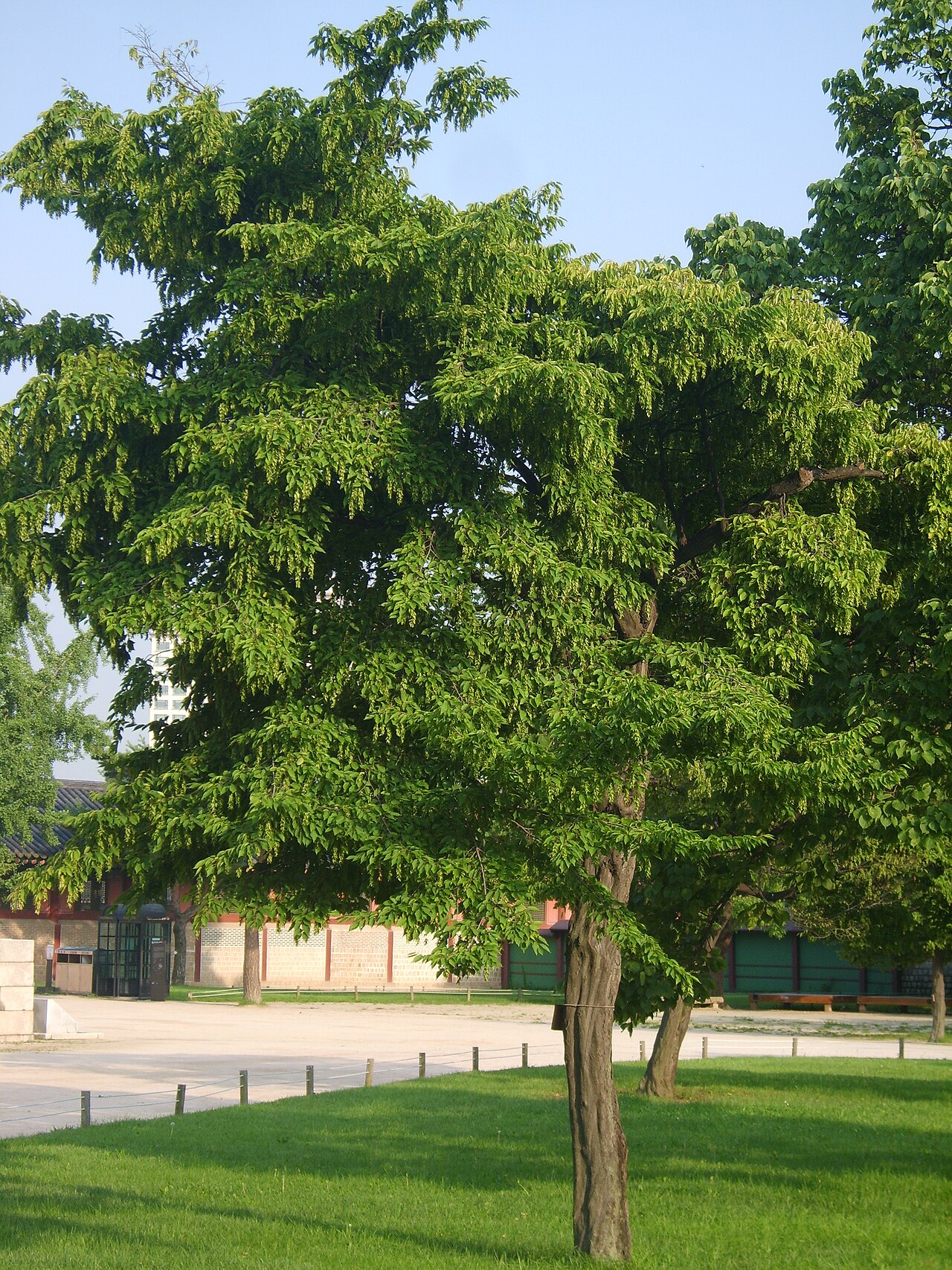 Aka-shide: Carpinus laxiflora in Gyeongbokgung , Korea