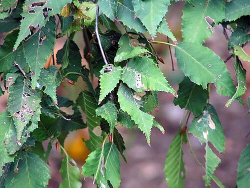 Aka-shide: Location taken: <a href=" http://www.usna.usda.gov/ " target="_blank">The United States National Arboretum</a>, Washington DC. Names: Carpinus laxiflora (Siebol