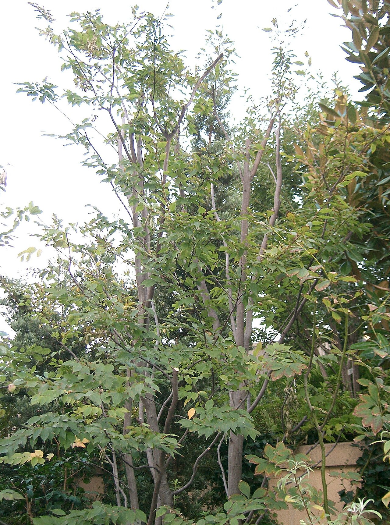 Aka-shide: Carpinus laxiflora