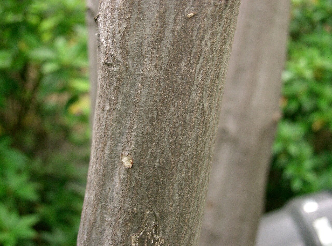Aka-shide: Carpinus laxiflora