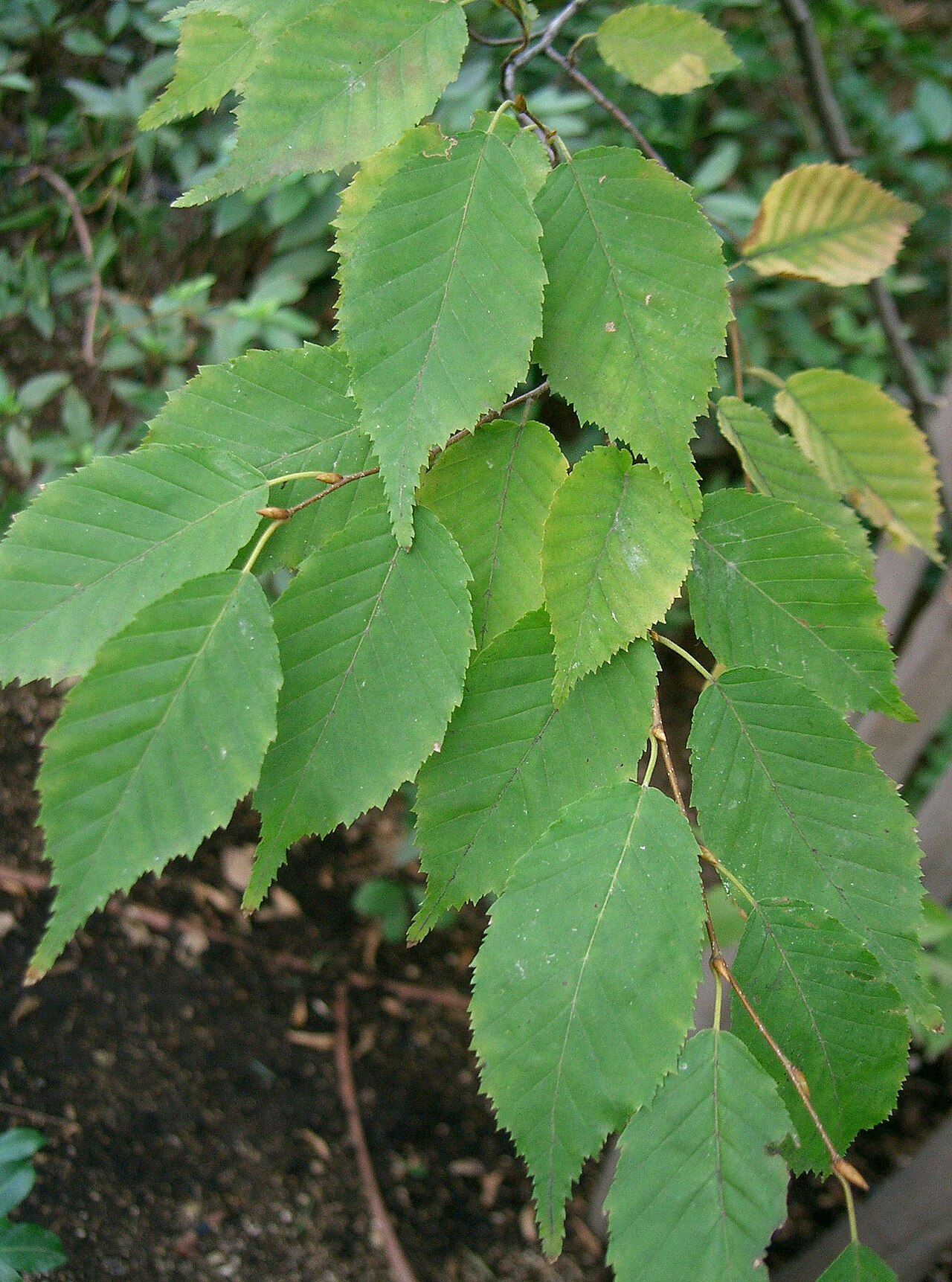 Aka-shide: Carpinus laxiflora