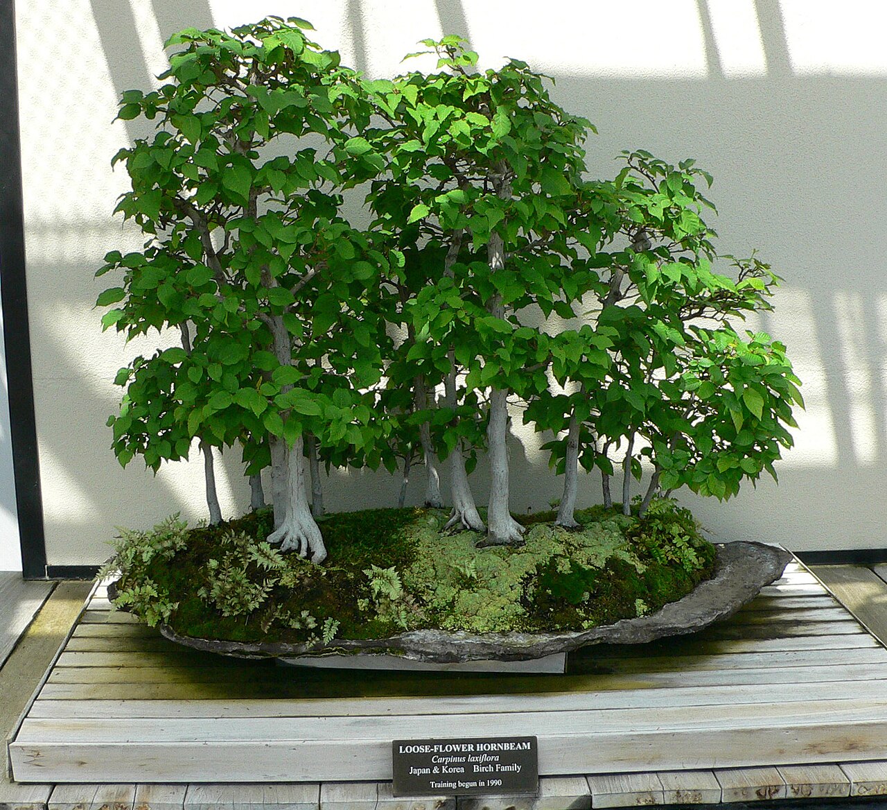 Aka-shide: Pictures taken by myself at Longwood Gardens