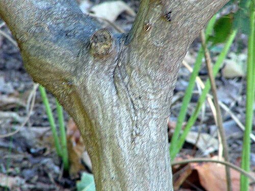 Aka-shide: Location taken: The United States National Arboretum, Washington DC. Names: Carpinus laxiflora (Siebold & Zucc.) Blume, Hornbeam, Loose-Flower Hornbeam, アカシ Cla