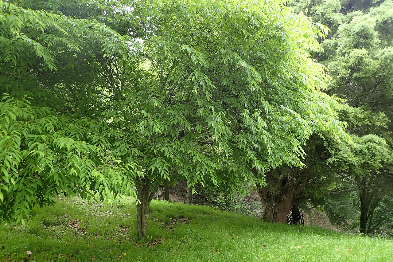 Carpinus londoniana: Carpinus londoniana in Hackfalls Arboretum, Hawkes's Bay