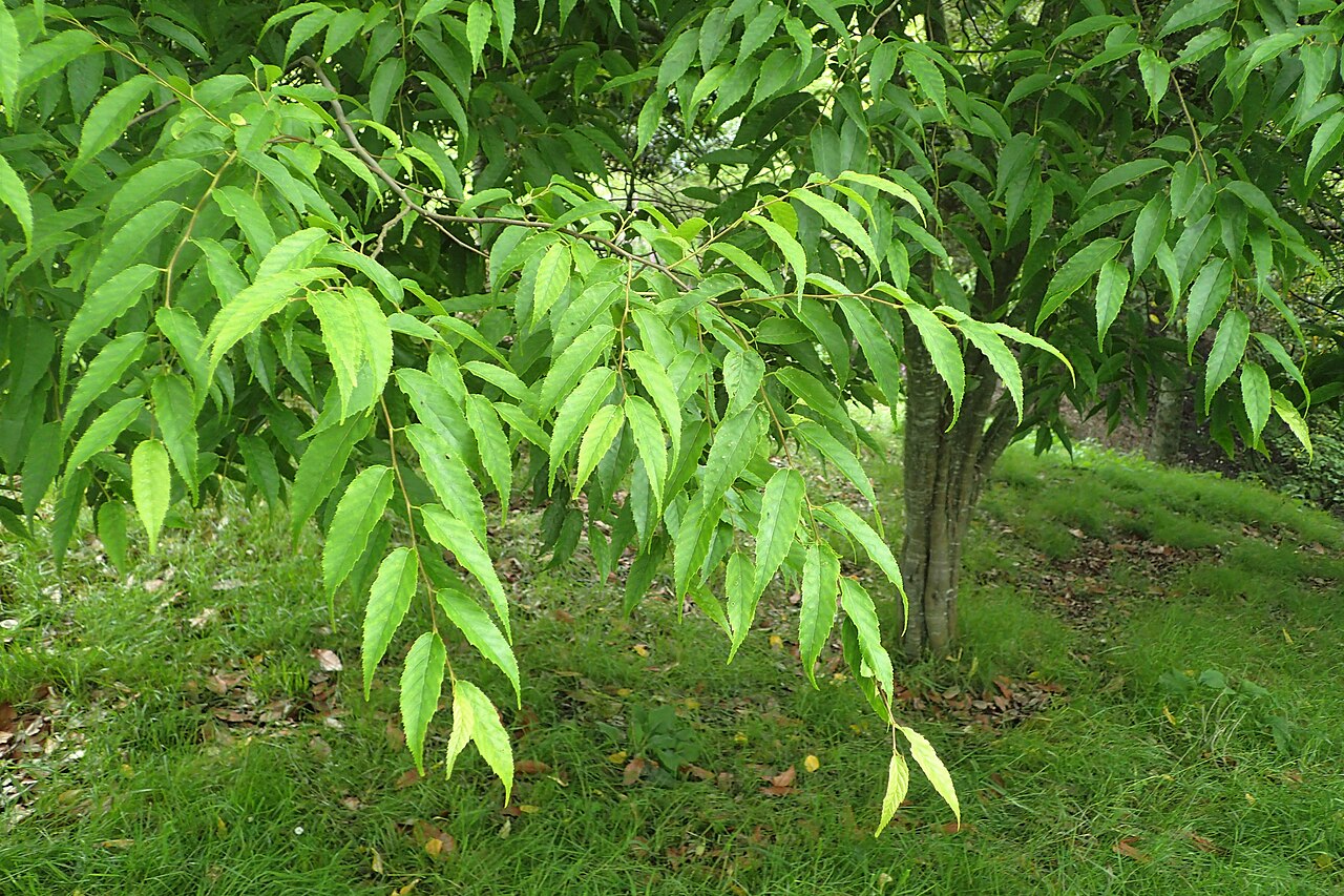 Carpinus londoniana: Carpinus londoniana in Hackfalls Arboretum, Hawkes's Bay