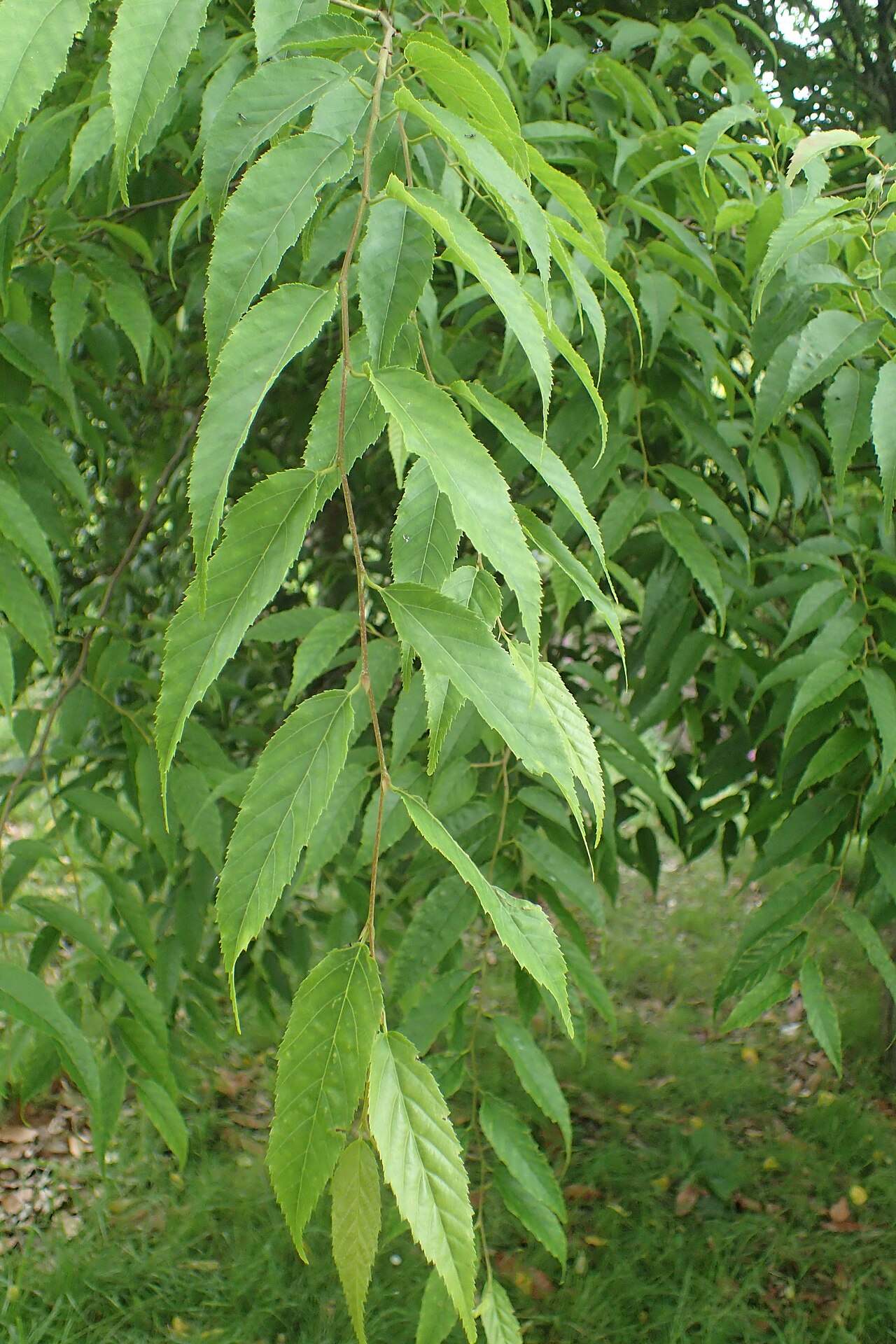 Carpinus londoniana: Carpinus londoniana in Hackfalls Arboretum, Hawkes's Bay