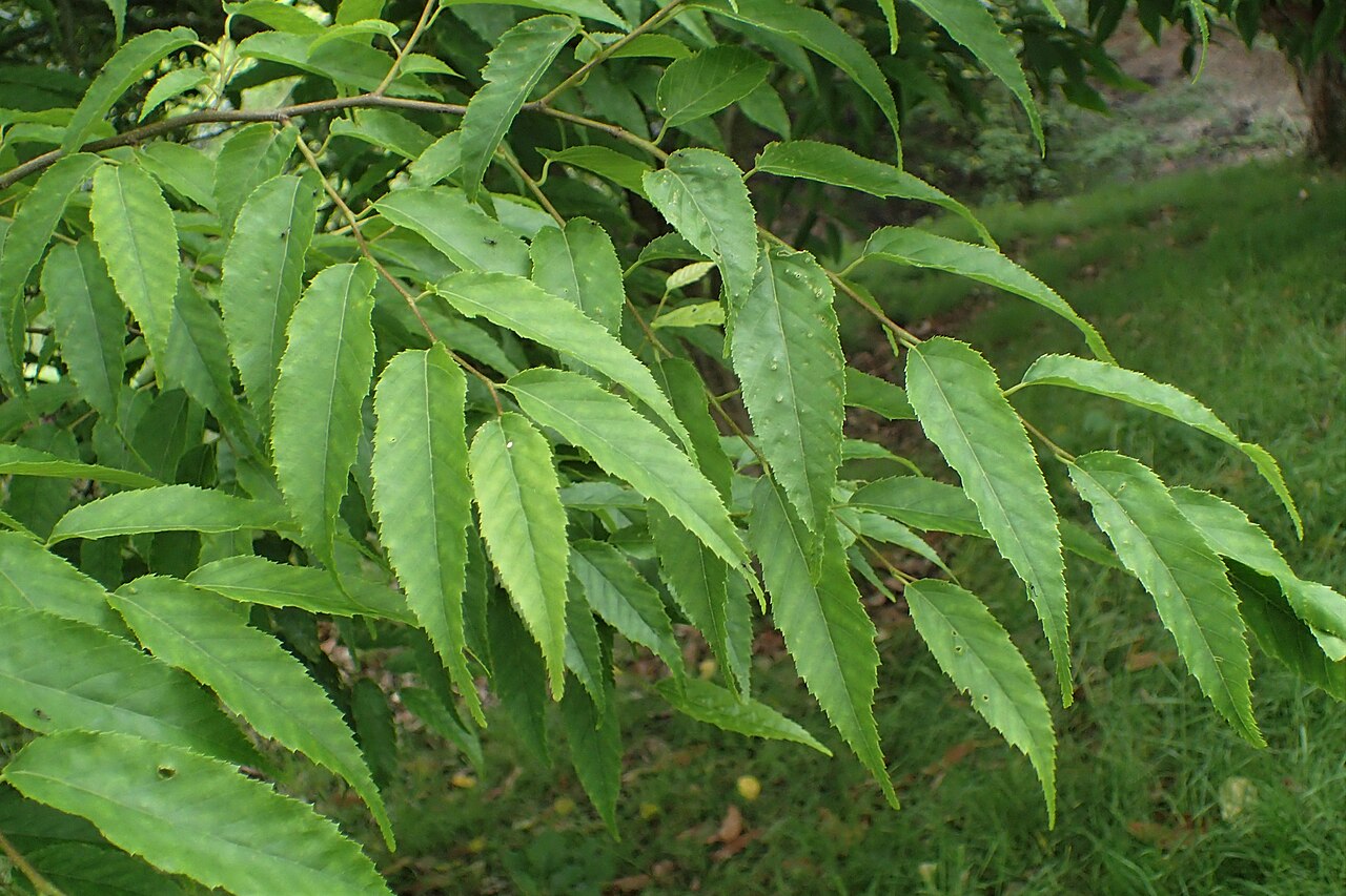Carpinus londoniana: Carpinus londoniana in Hackfalls Arboretum, Hawkes's Bay