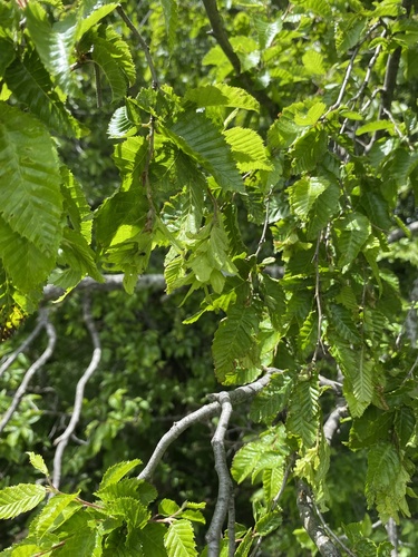 Eastern hornbeam (Carpinus orientalis)