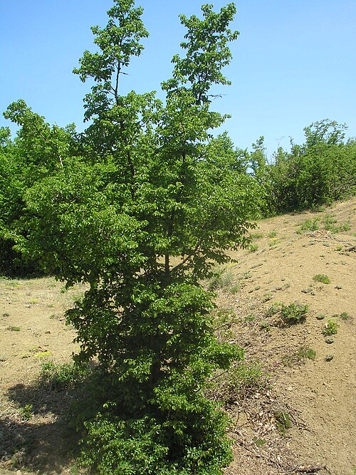 Eastern hornbeam: Carpinus orientalis in the Crimea