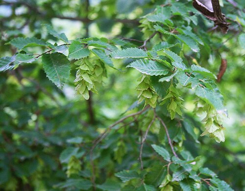 Eastern hornbeam: Orient-Hainbuche ( Carpinus orientalis ), Birkengewächse (Betulaceae) – Georgien/საქართველო: Kleiner Kaukasus, ESE Timotesubani, ca. 4,5 km E Tsagveri/წაღვერი, 