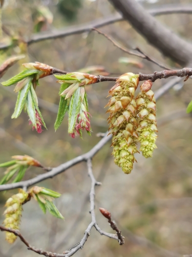 Eastern hornbeam (Carpinus orientalis)
