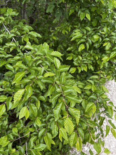 Eastern hornbeam (Carpinus orientalis)