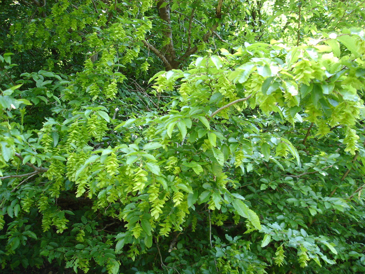 Eastern hornbeam: Carpinus orientalis foliage and fruit, Bulgaria