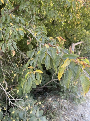 Eastern hornbeam (Carpinus orientalis)