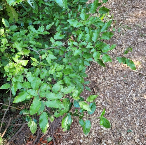 Eastern hornbeam (Carpinus orientalis)