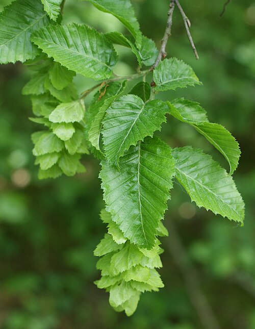 Eastern hornbeam: Carpinus orientalis. Glinna Arboretum near Szczecin